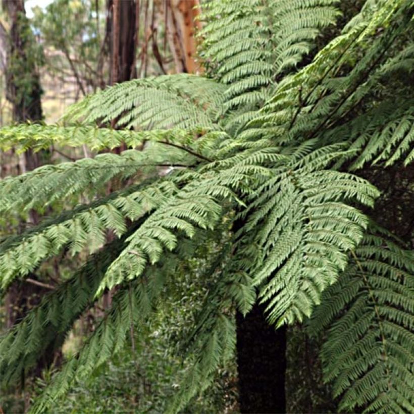 Cyathea cooperi - Australische boomvaren (Groeiplaats)