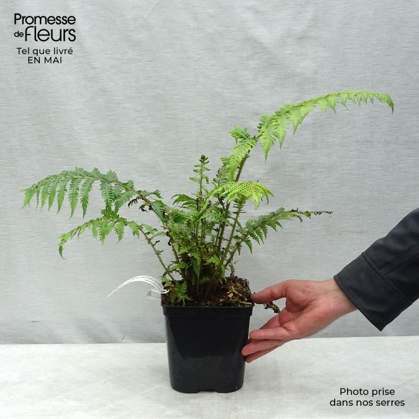Exemplaar van Cyathea cooperi - Australische boomvaren Pot van 2 l/3 l zoals geleverd in de lente