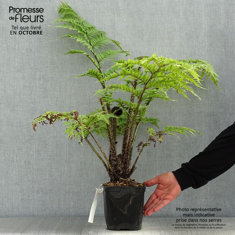 Exemplaar van Cyathea cooperi - Australische boomvaren Pot van 2 l/3 l zoals geleverd in de herfst
