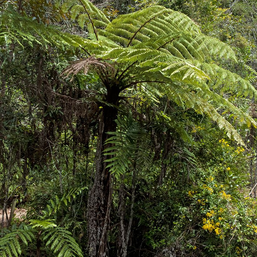 Cyathea lunulata - Boomvaren (Groeiplaats)