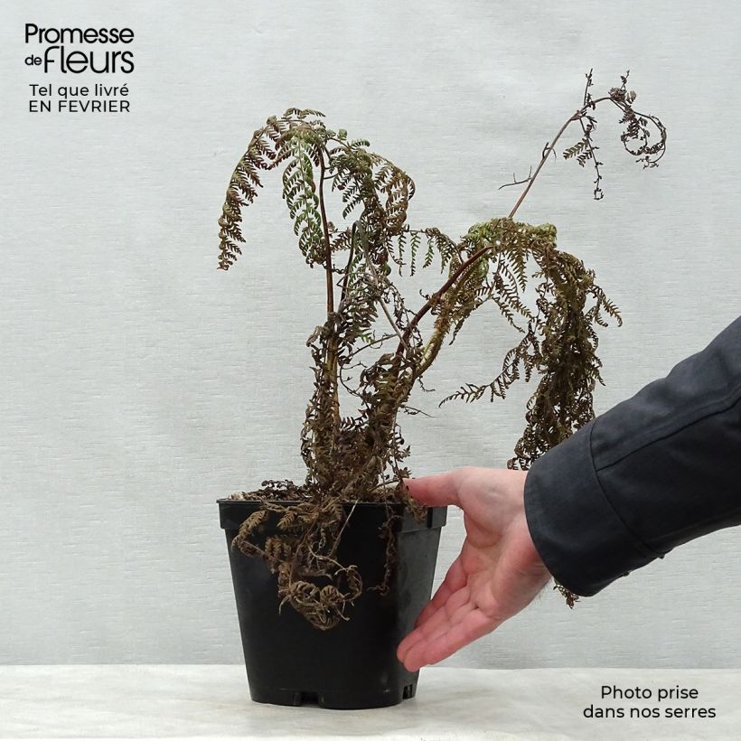 Exemplaar van Cyathea medullaris - Zwarte boomvaren Pot van 2 l/3 l zoals geleverd in de winter