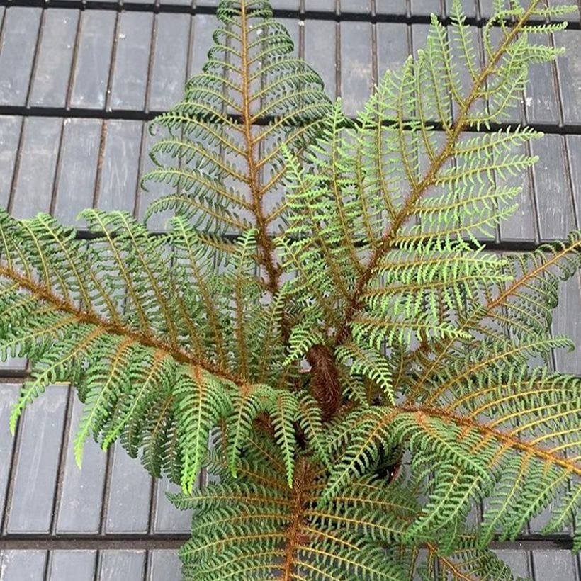 Cyathea tomentosissima - Boomvaren (Foliage)