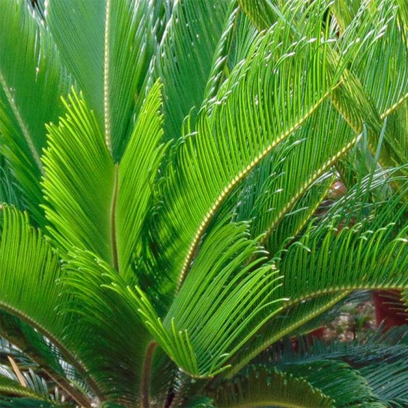 Cycas revoluta - Sagopalm (Blad)