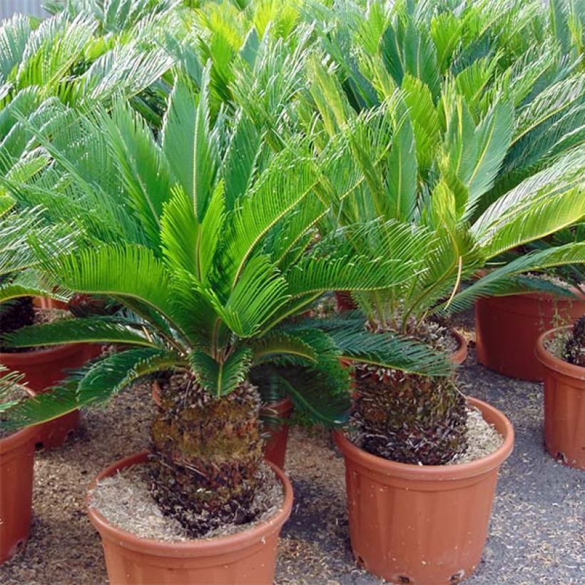 Cycas revoluta - Sagopalm (Groeiplaats)