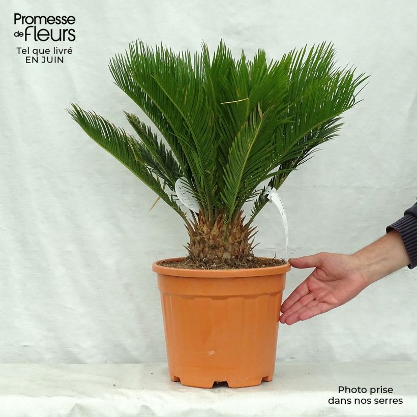 Exemplaar van Cycas revoluta - Sagopalm Pot van 4 l/5 l zoals geleverd in de zomer