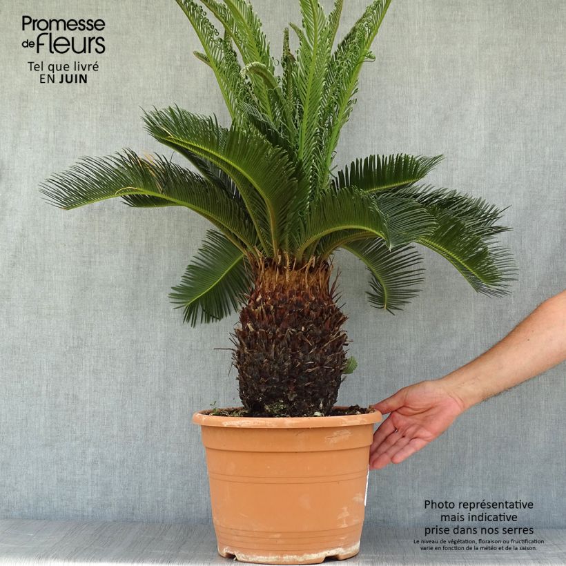 Exemplaar van Cycas revoluta - Sagopalm Pot van 7,5 l/10 l zoals geleverd in de zomer