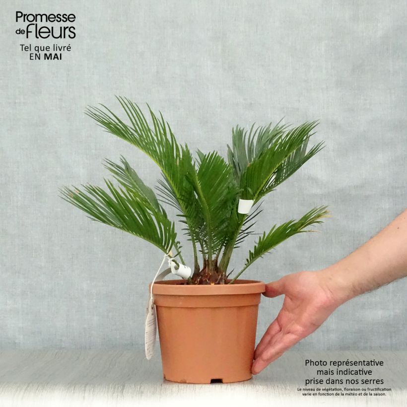 Exemplaar van Cycas revoluta - Sagopalm Pot van 2 l/3 l zoals geleverd in de lente