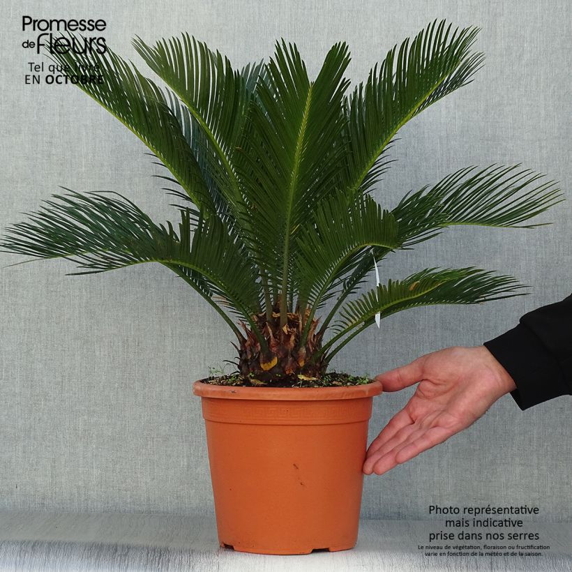 Exemplaar van Cycas revoluta - Sagopalm Pot van 4 l/5 l zoals geleverd in de herfst