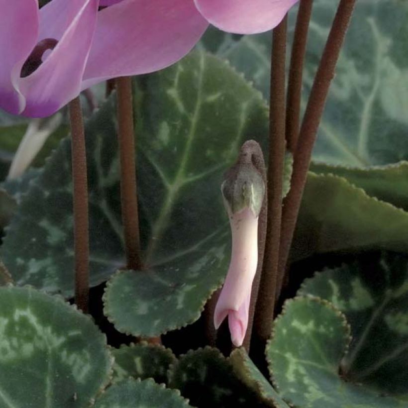 Cyclamen coum Roze - Alpenviooltje (Blad)