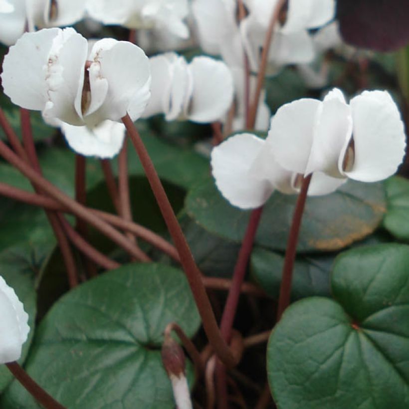 Cyclamen coum Wit (Blad)