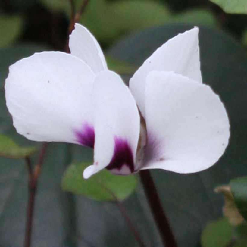 Cyclamen coum Wit (Bloei)
