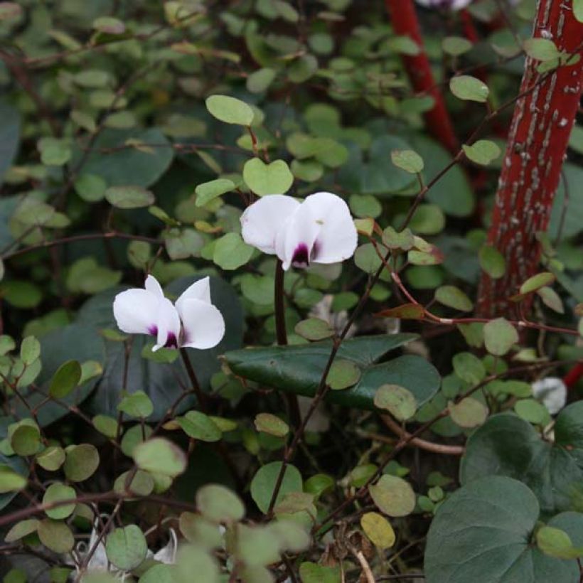 Cyclamen coum Wit (Groeiplaats)