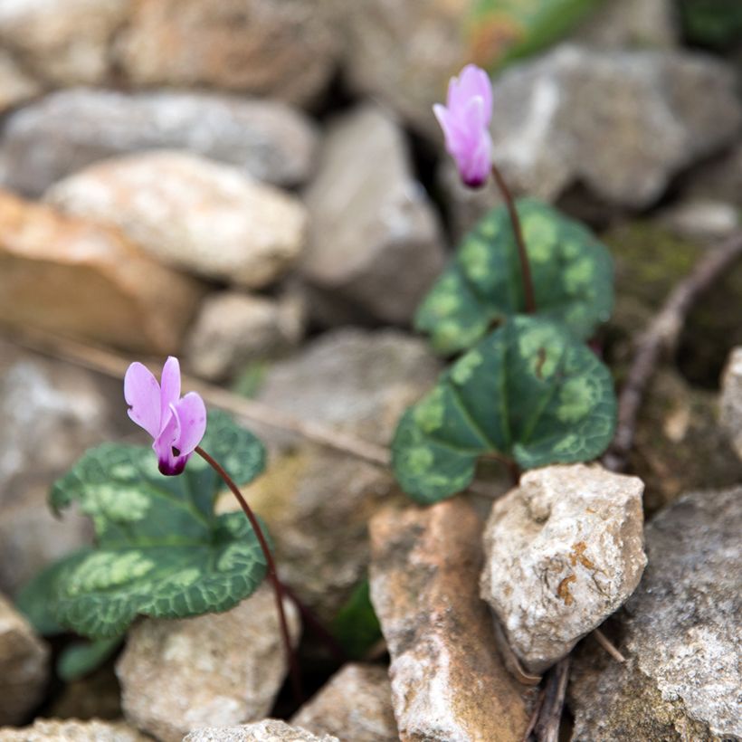 Cyclamen cilicium Roze - Cyclaam (Groeiplaats)