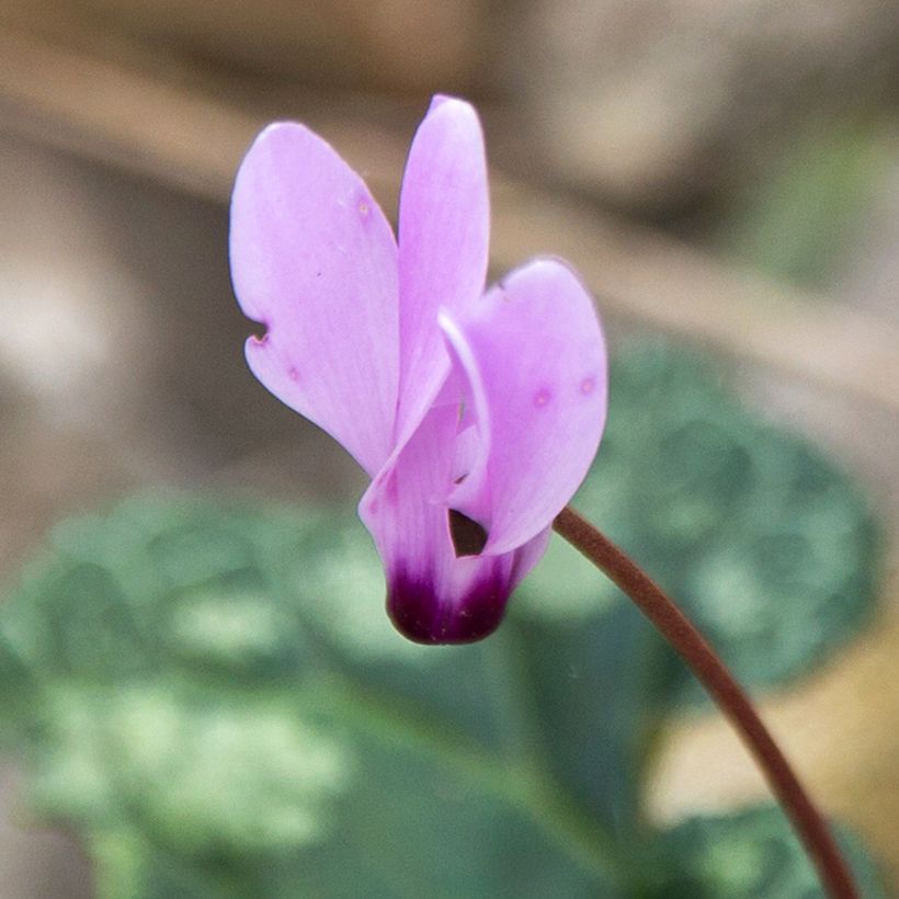 Cyclamen cilicium Roze - Cyclaam (Bloei)