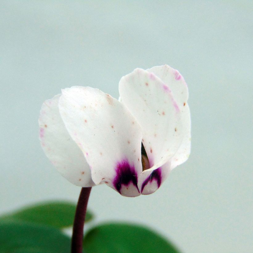 Cyclamen coum Wit - Alpenviooltje (Bloei)