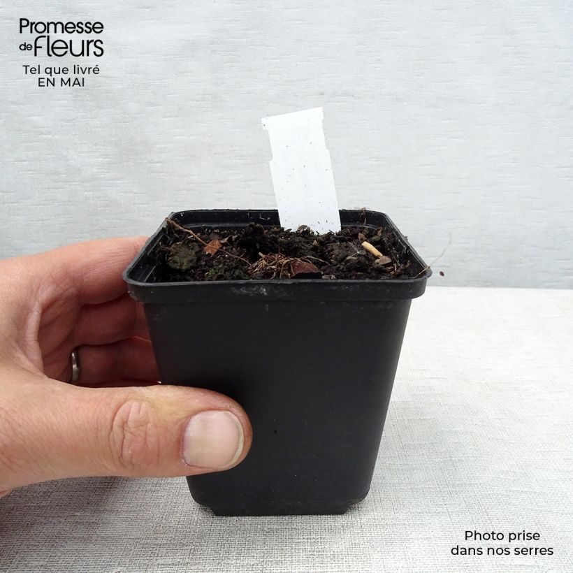 Exemplaar van Cyclamen coum Wit - Alpenviooltje Kweekpotje van 8/9 cm zoals geleverd in de lente