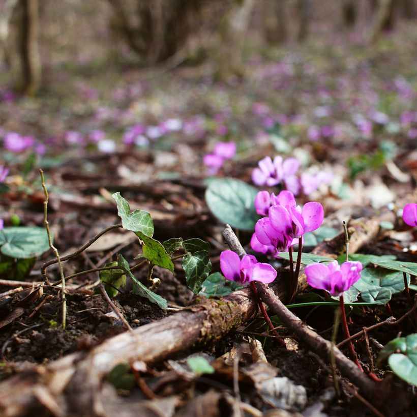 Cyclamen coum Roze in plantgoed - Alpenviooltje (Groeiplaats)