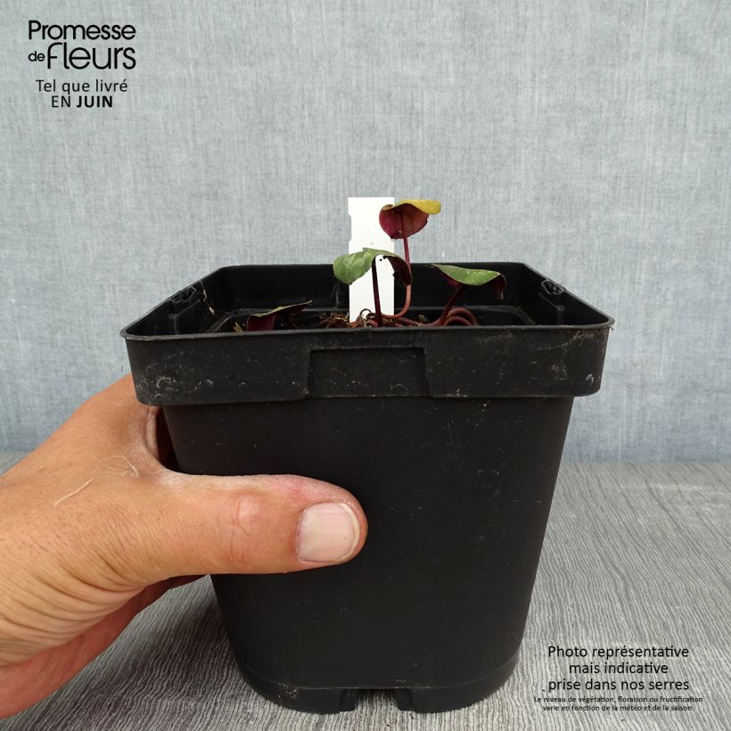 Exemplaar van Cyclamen coum Roze in plantgoed - Alpenviooltje Pot van 2 l/3 l zoals geleverd in de zomer
