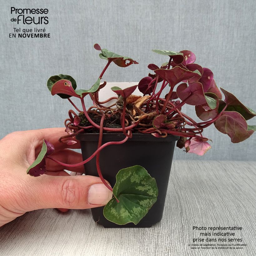 Exemplaar van Cyclamen coum Roze in plantgoed - Alpenviooltje Kweekpotje van 8/9 cm zoals geleverd in de herfst