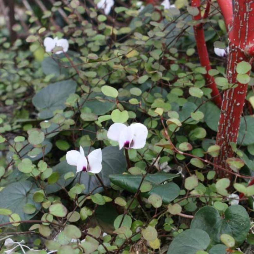 Cyclamen coum Wit - Alpenviooltje (Groeiplaats)