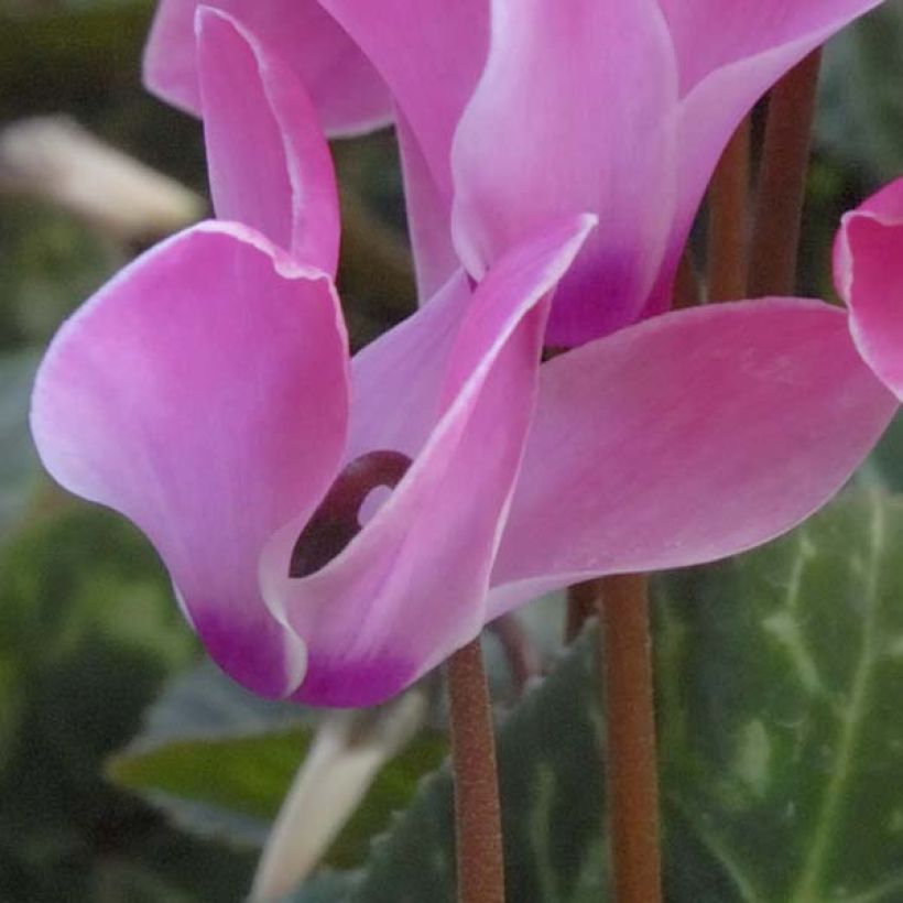Cyclamen coum Roze - Alpenviooltje (Bloei)