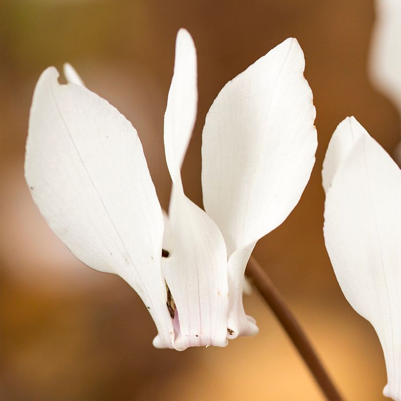 Cyclamen hederifolium Wit - Naaldcyclaam (Bloei)