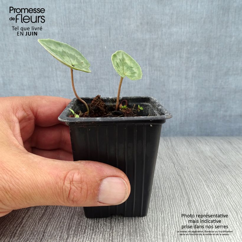 Exemplaar van Cyclamen hederifolium Wit - Naaldcyclaam Kweekpotje van 7/8 cm zoals geleverd in de zomer