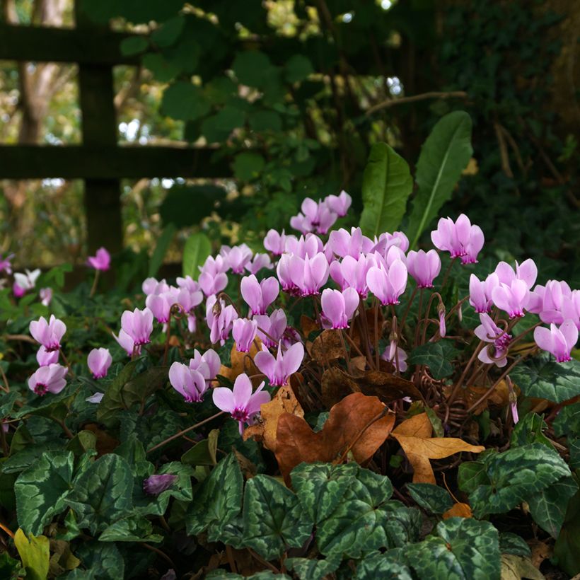 Cyclamen hederifolium Roze - Naaldcyclaam (Groeiplaats)