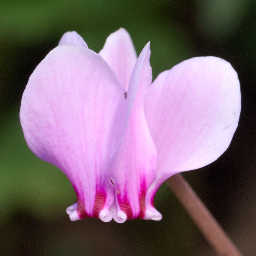 Cyclamen hederifolium Roze - Naaldcyclaam (Bloei)