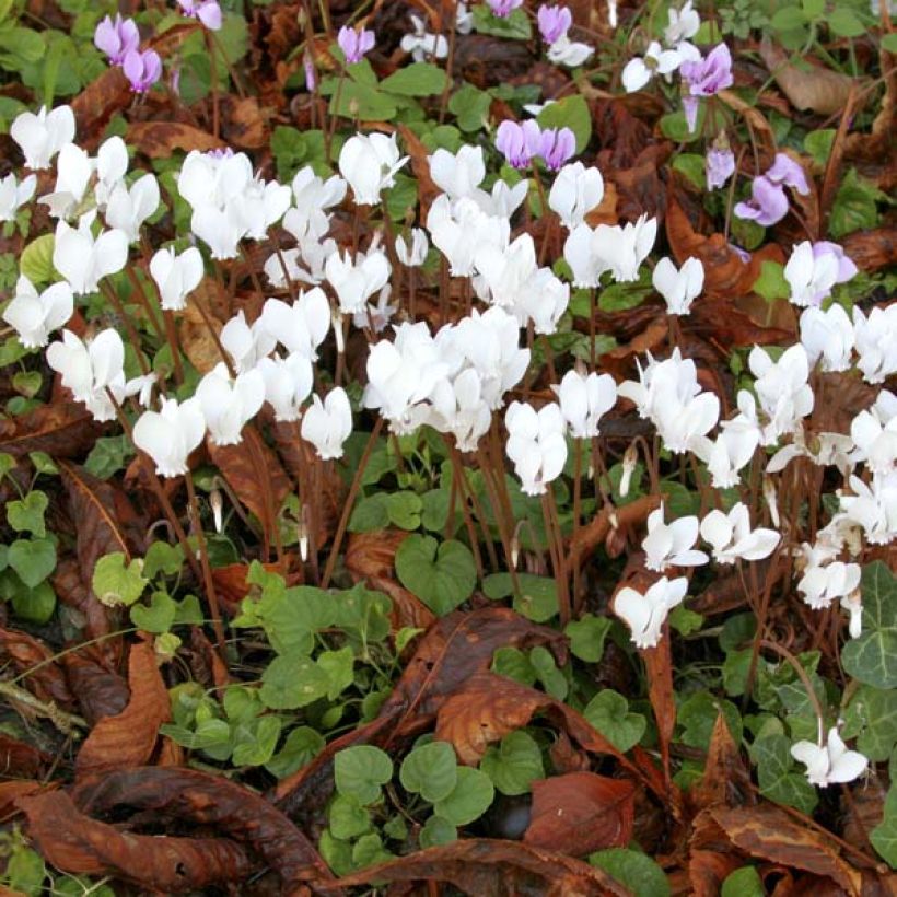 Cyclamen hederifolium Wit - Naaldcyclaam (Groeiplaats)