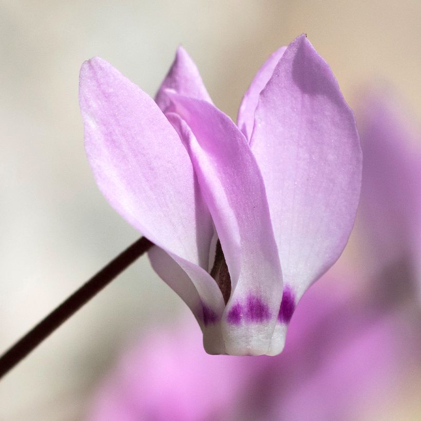 Cyclamen pseudibericum - Cyclaam (Bloei)