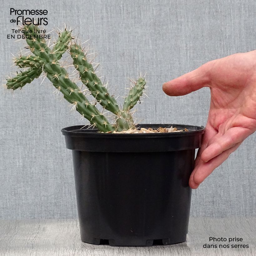 Exemplaar van Cylindropuntia imbricata - Cholla-cactus Pot van 4 l/5 l zoals geleverd in de winter