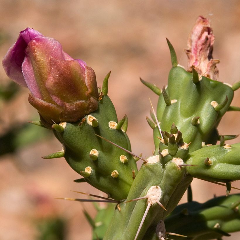 Cylindropuntia kleiniae - Cholla-cactus (Bloei)