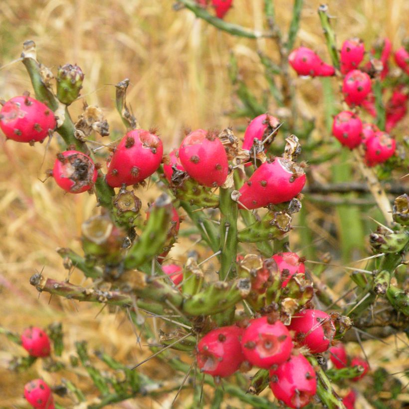Cylindropuntia kleiniae - Cholla-cactus (Oogst)