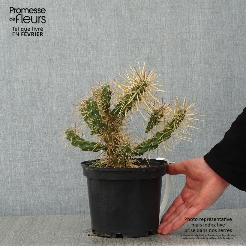 Exemplaar van Cylindropuntia tunicata - Cholla-cactus Pot van 4 l/5 l zoals geleverd in de winter