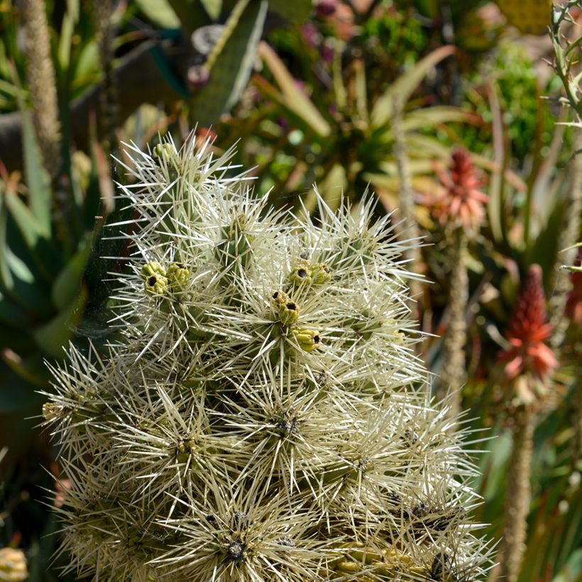 Cylindropuntia tunicata - Cholla-cactus (Blad)