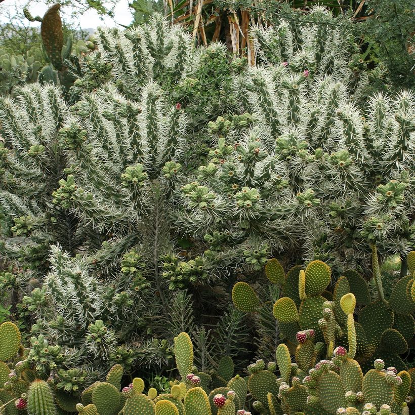 Cylindropuntia tunicata - Cholla-cactus (Groeiplaats)