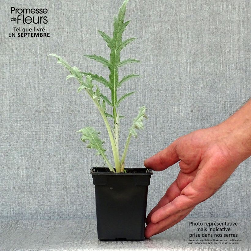 Exemplaar van Artisjok Grote groene van Laon- Cynara scolymus Kweekpotje van 7/8 cm zoals geleverd in de herfst