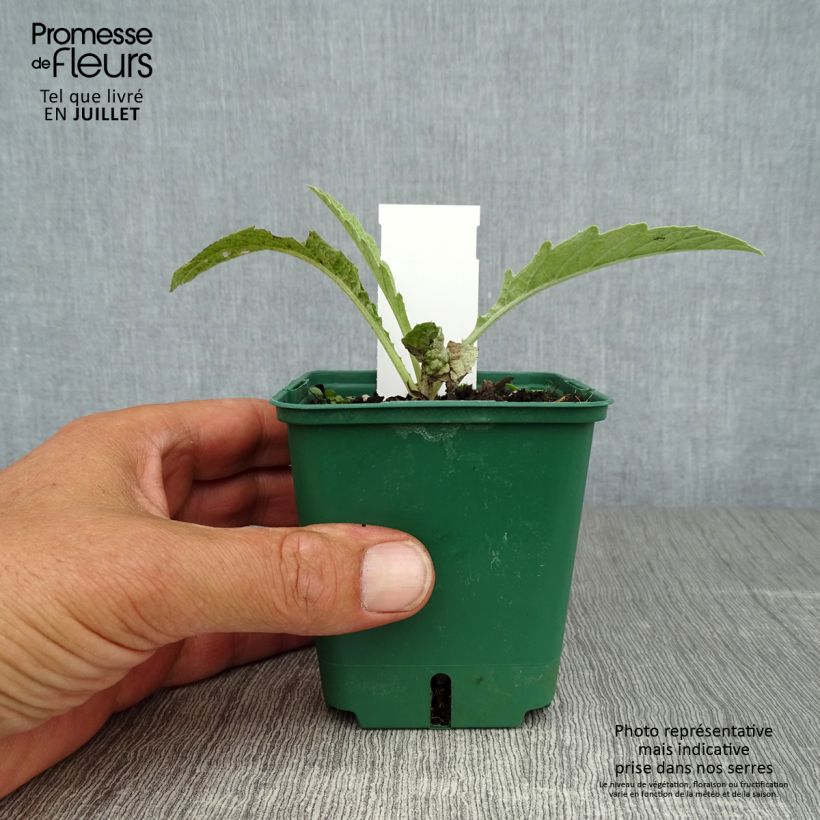 Exemplaar van Cynara cardunculus - Kardoen Kweekpotje van 8/9 cm zoals geleverd in de zomer