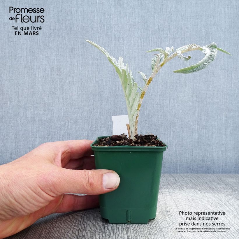 Example of Cynara cardunculus - Kardoen Kweekpotje van 8/9 cm as you get in printemps