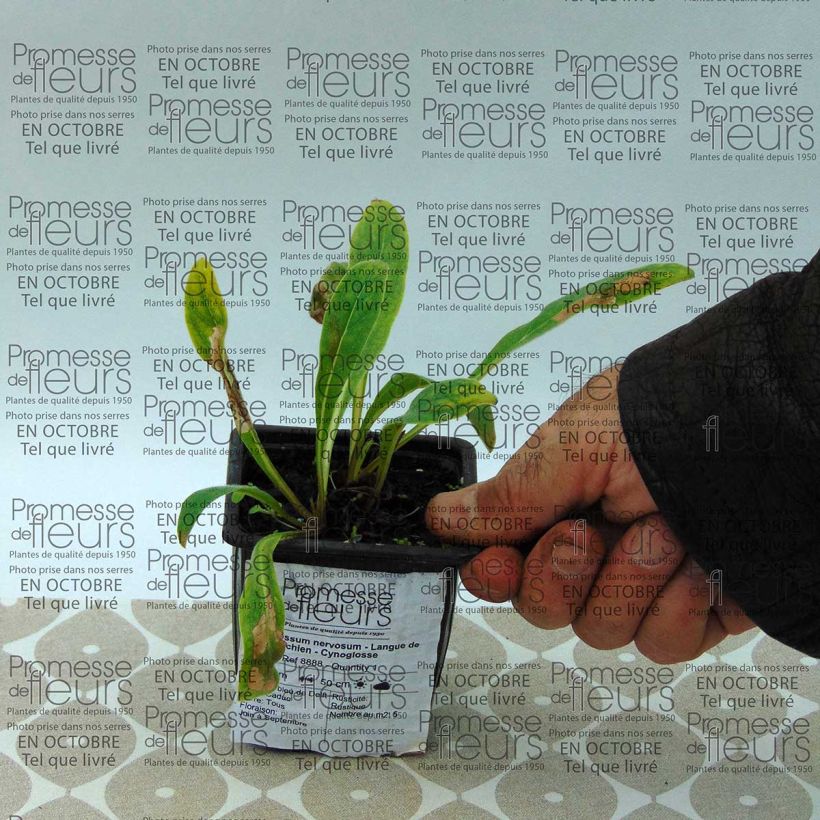 Voorbeeld van een exemplaar van Cynoglossum nervosum - Himalaya-hondstong Kweekpotje van 8/9 cm zoals geleverd