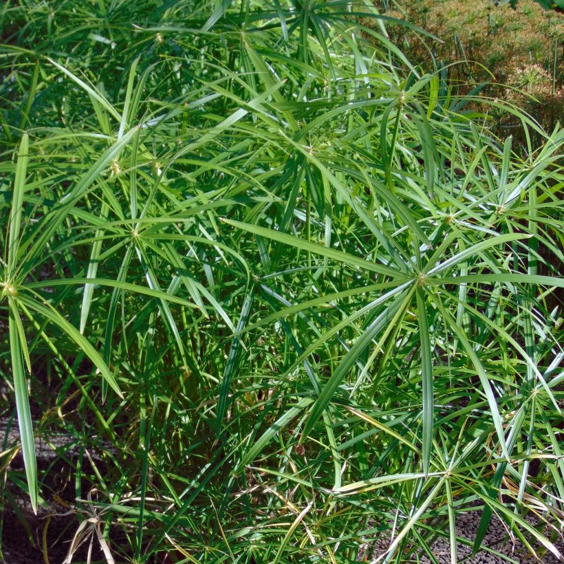 Cyperus alternifolius - Parapluplant (Foliage)