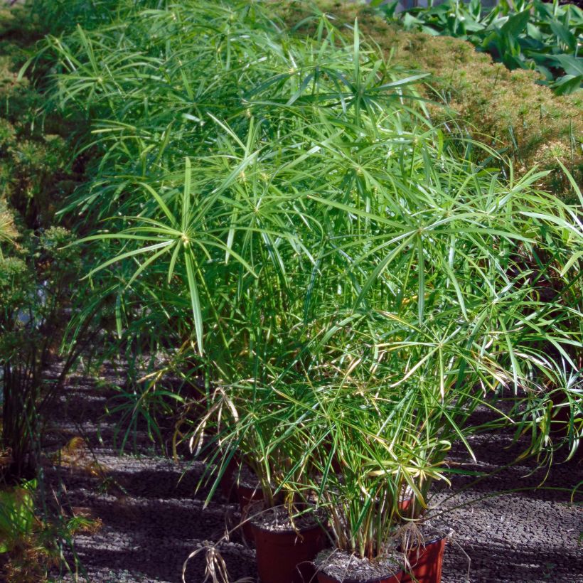 Cyperus alternifolius - Parapluplant (Plant habit)