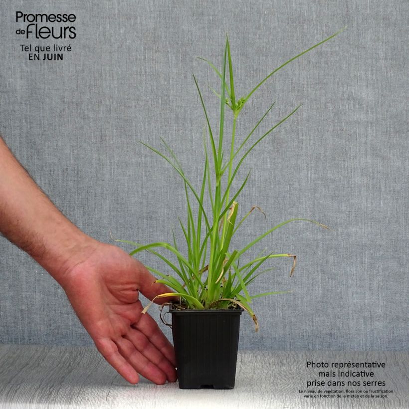 Exemplaar van Cyperus alternifolius - Parapluplant Kweekpotje van 8/9 cm zoals geleverd in de zomer