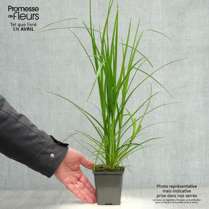 Example of Cyperus alternifolius - Parapluplant Kweekpotje van 8/9 cm as you get in printemps