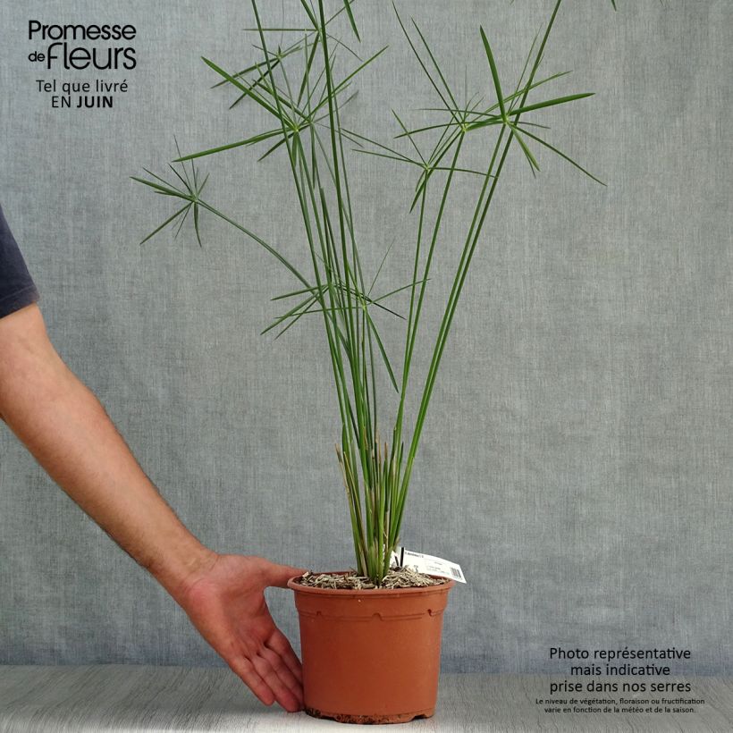 Exemplaar van Cyperus alternifolius - Parapluplant Pot van 2 l/3 l zoals geleverd in de zomer