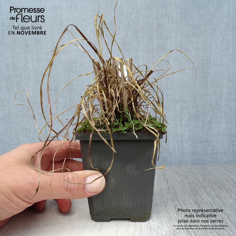 Exemplaar van Cyperus glaber - Parapluplant Kweekpotje van 8/9 cm zoals geleverd in de herfst