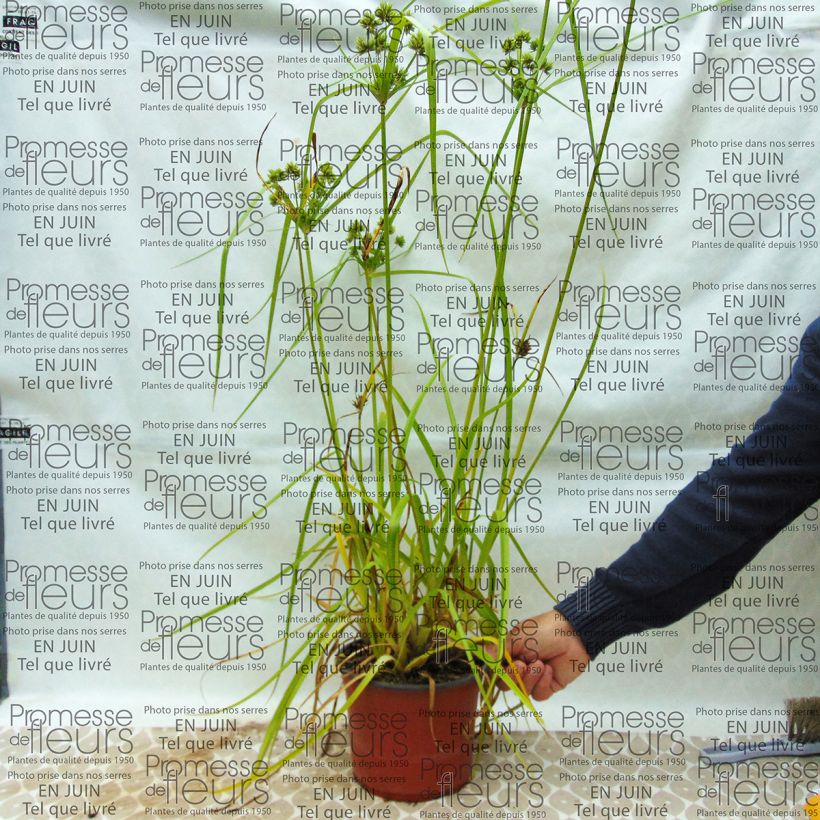 Voorbeeld van een exemplaar van Cyperus glaber - Parapluplant Pot van 4 l/5 l zoals geleverd