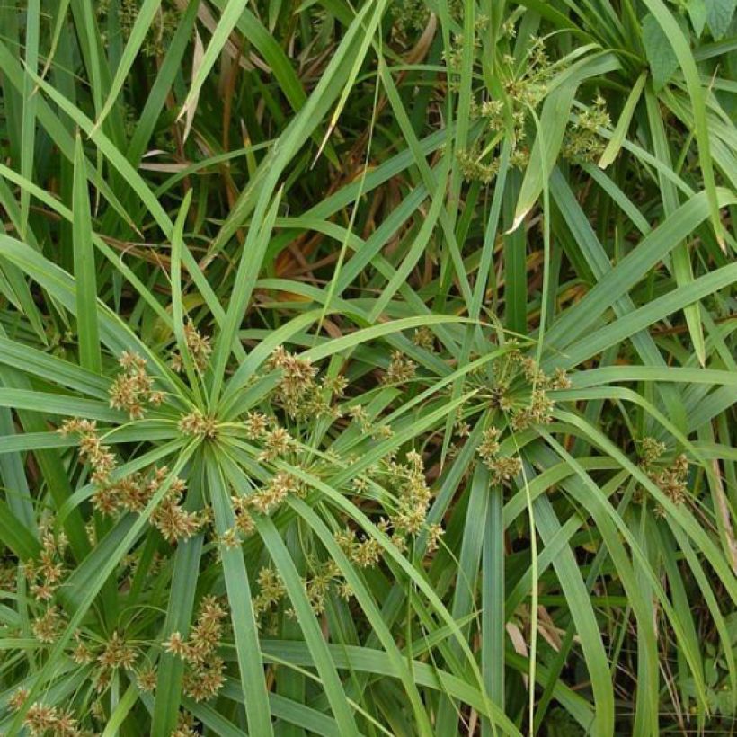 Cyperus involucratus - Parapluplant (Foliage)
