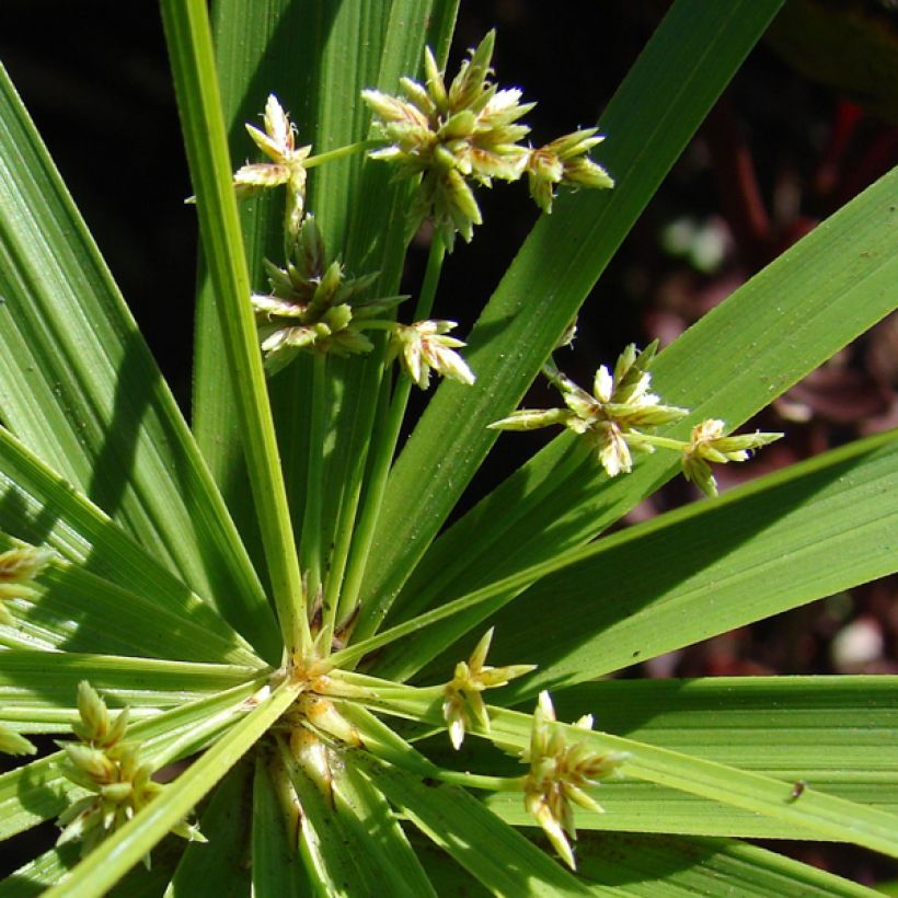 Cyperus involucratus - Parapluplant (Flowering)